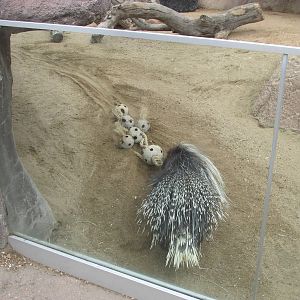 African Crested Porcupine Glass View