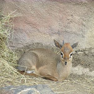 Kirk's Dik Dik
