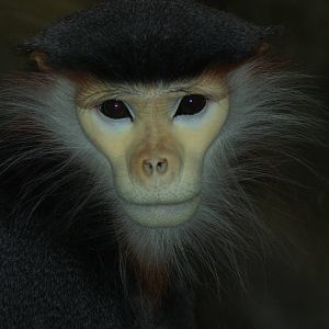 Red-shanked douc langur