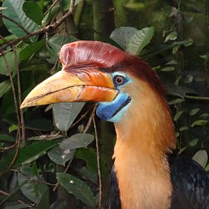 Sulawesi knobbed hornbill