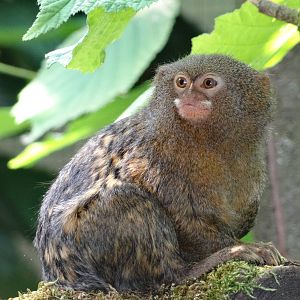 Western pygmy marmoset