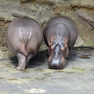 Common hippos