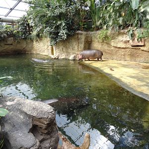 Indoor area for common hippo