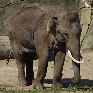 Malayan elephant