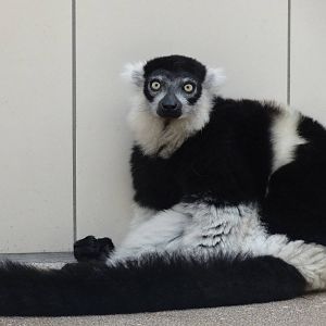 Belted black and white ruffed lemur