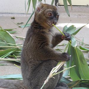 Greater bamboo lemur