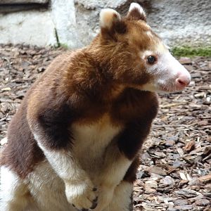 Matschie's tree kangaroo
