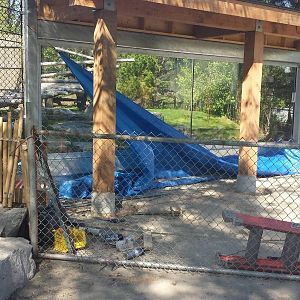 New glass viewing area in panda exhibit
