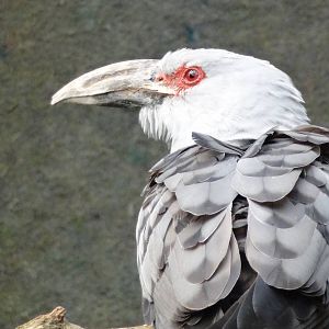 Channel-billed cuckoo