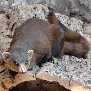 Ring-tailed mongoose