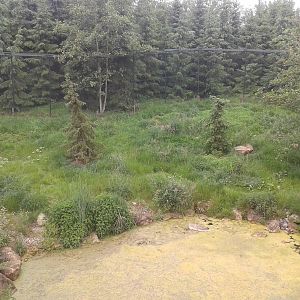 Enclosure European lynx