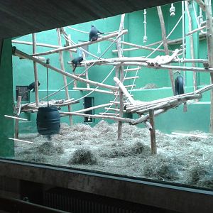 Enclosure Celebes macaques