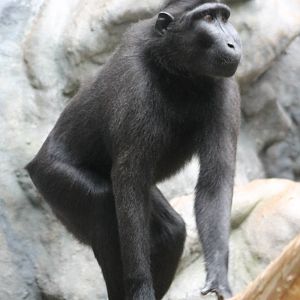 Celebes macaque