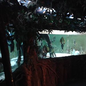 Aquqrium in the Mangroves