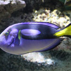 Regal tang