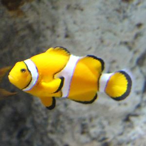 Clown anemonefish