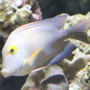 Goldring bristletooth