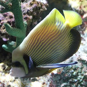 Emperor angelfish and cleaner fish