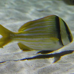 Porkfish
