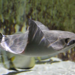 Cow-nosed ray