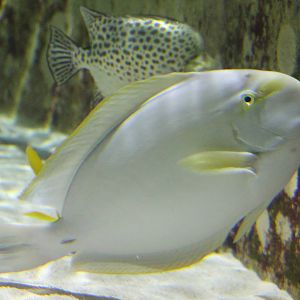 Yellowfin surgeonfish