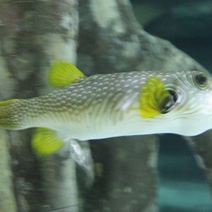 White-spotted puffer