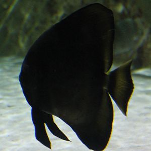 Batfish ?