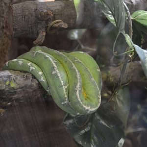 Emerald Tree Boa - Rainforest of the Americas