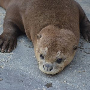 Giant River Otter