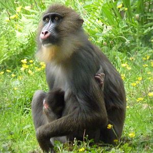 Mandrill and new-born infant, 28 May 2014