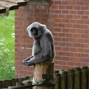 Grey Gibbon, 28 May 2014
