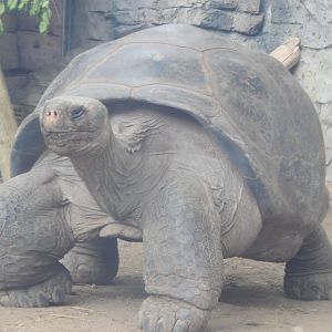 Turtle Canyon - New 2014! - Bravo