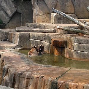 5/28/2014 - Grizzly Bear Exhibit
