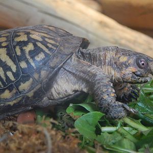 Turtle Canyon - New 2014! - Eastern Box Turtle