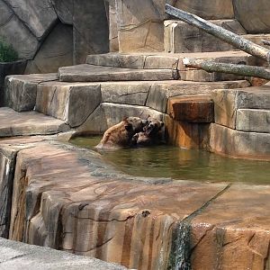 5/28/2014 - Grizzly Bear Showdown