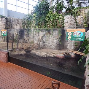 Turtle Canyon - New 2014! - Galapagos Tortoise + Fly River Turtle Exhibits