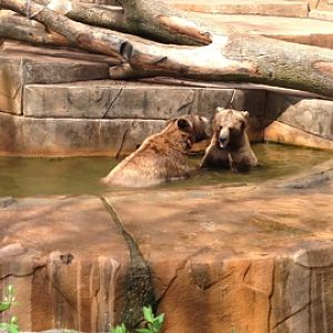 5/28/2014 - Grizzly Bear Showdown