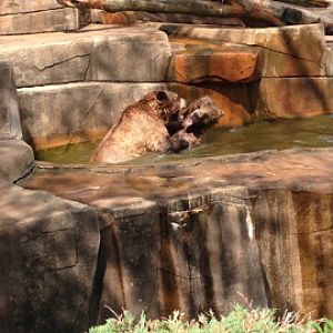 5/28/2014 - Grizzly Bear Showdown