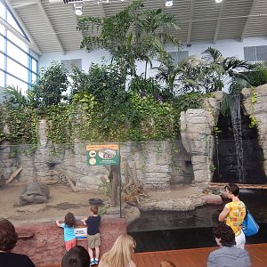 Turtle Canyon - New 2014! - Galapagos Tortoise + Fly River Turtle Exhibit