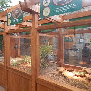 Turtle Canyon - New 2014! - Pancake + Spider + Egyptian Tortoise Exhibits