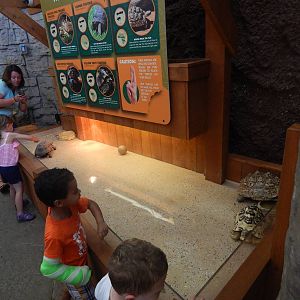 Turtle Canyon - New 2014! - Turtle Corral Touch Area (5 Species)