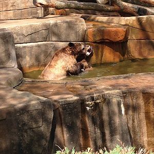 5/28/2014 - Grizzly Bear Showdown