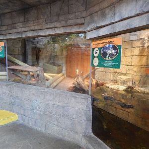 Turtle Canyon - New 2014! - Alligator Snapping Turtle + Eastern Box Turtle