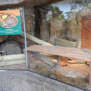 Turtle Canyon - New 2014! - Eastern Box Turtle Exhibit