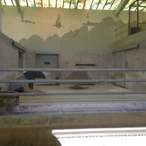 5/28/2014 - Indoor Malayan Tapir Exhibit