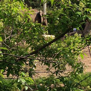 5/28/2014 - Elephant Through the Bushes