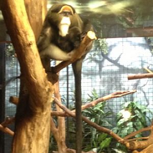 5/19/2014 - De Brazza's Monkey