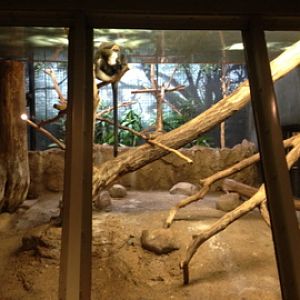 5/19/2014 - De Brazza's Monkey/Diana Monkey Exhibit