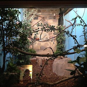 5/19/2014 - Kookaburra Exhibit