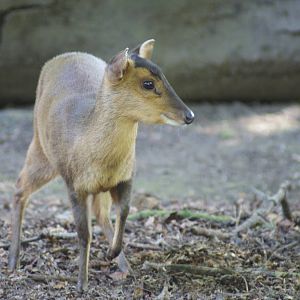 Taiwanese Reeve's muntjac